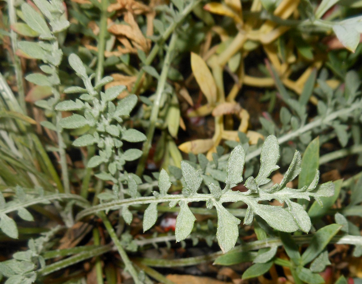 Centaurea paniculata L. subsp. subciliata (DC.) Arrigoni